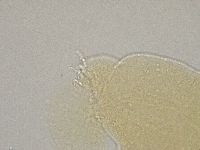 Hebesuncus conjungens image