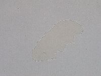 Hebesuncus conjungens image