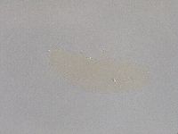 Hebesuncus conjungens image