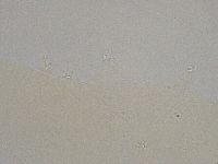 Hebesuncus conjungens image