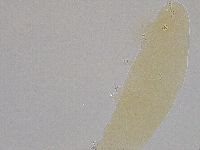Hebesuncus conjungens image