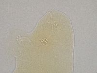 Hebesuncus conjungens image