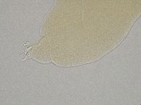 Hebesuncus conjungens image