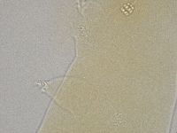 Hebesuncus conjungens image