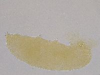 Hebesuncus conjungens image
