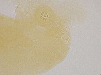 Hebesuncus conjungens image