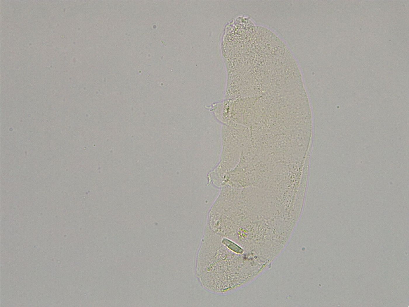 Hebesuncus conjungens image