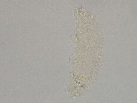 Hebesuncus conjungens image