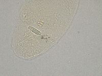 Hebesuncus conjungens image