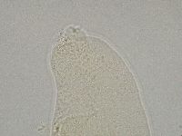 Hebesuncus conjungens image
