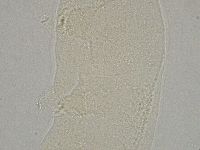 Hebesuncus conjungens image
