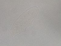 Hebesuncus conjungens image
