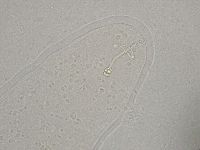 Hebesuncus conjungens image