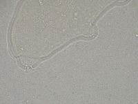 Hebesuncus conjungens image