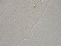 Hebesuncus conjungens image