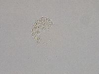 Hebesuncus conjungens image
