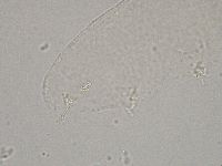 Hebesuncus conjungens image