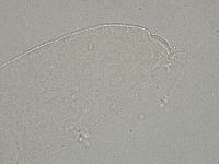 Hebesuncus conjungens image