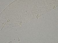 Hebesuncus conjungens image