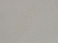 Hebesuncus conjungens image