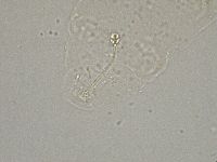 Hebesuncus conjungens image