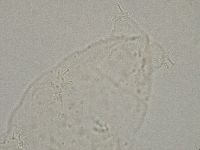 Hebesuncus conjungens image