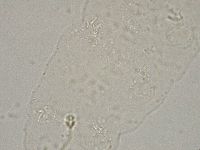 Hebesuncus conjungens image