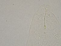 Hebesuncus conjungens image