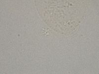Hebesuncus conjungens image
