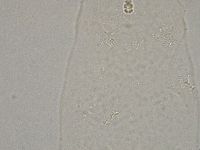 Hebesuncus conjungens image