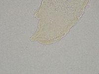 Hebesuncus conjungens image