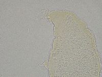 Hebesuncus conjungens image