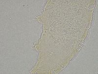 Hebesuncus conjungens image