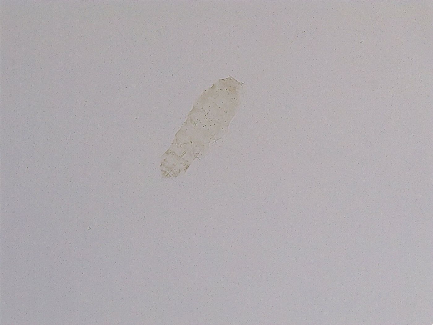 Diphascon higginsi image
