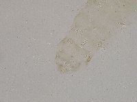 Diphascon higginsi image