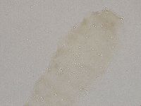 Diphascon higginsi image