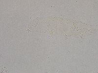Diphascon higginsi image