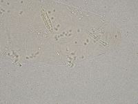 Diphascon higginsi image