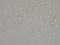 Diphascon higginsi image
