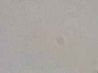 Diphascon higginsi image