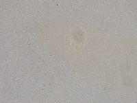 Diphascon higginsi image