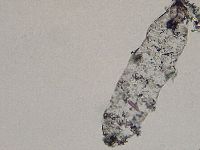 Diphascon higginsi image