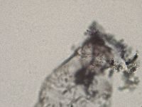Diphascon higginsi image