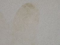 Diphascon higginsi image