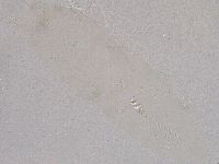 Diphascon higginsi image