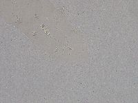 Diphascon higginsi image