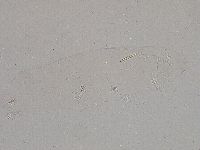 Diphascon higginsi image