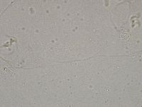 Diphascon higginsi image