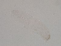 Diphascon higginsi image