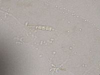 Diphascon higginsi image